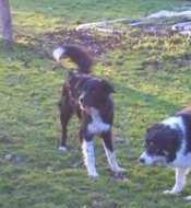 Domino2011-12-03neu 011.jpg